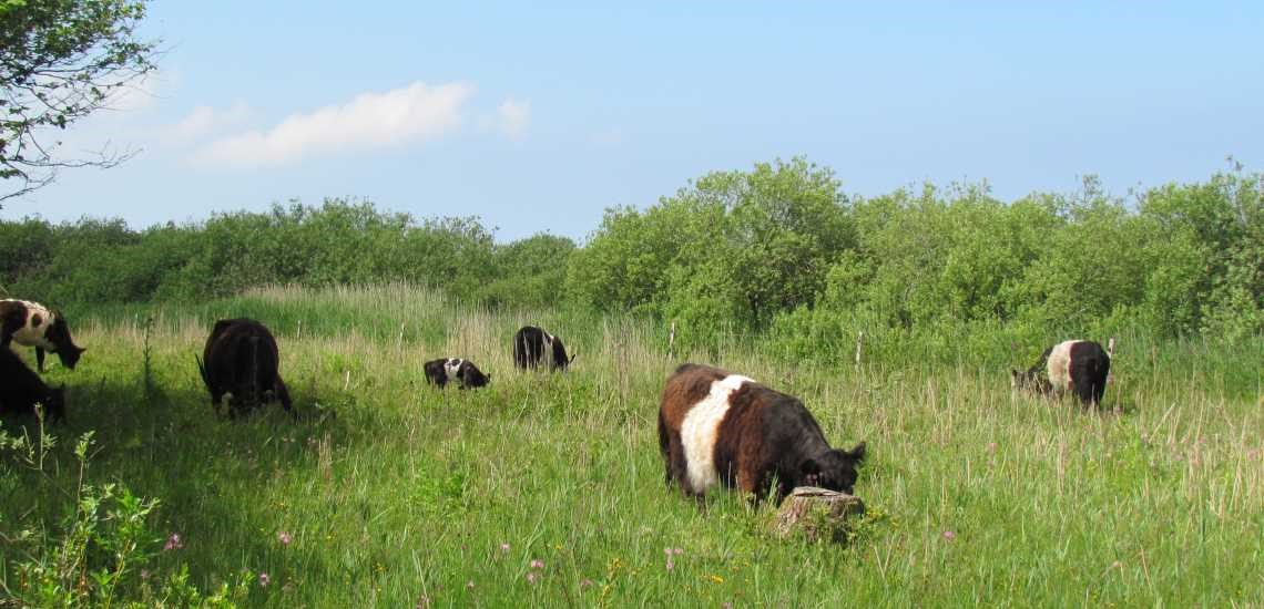 Køerne hygger sig i den smukke natur ved Svenstrup Kær
