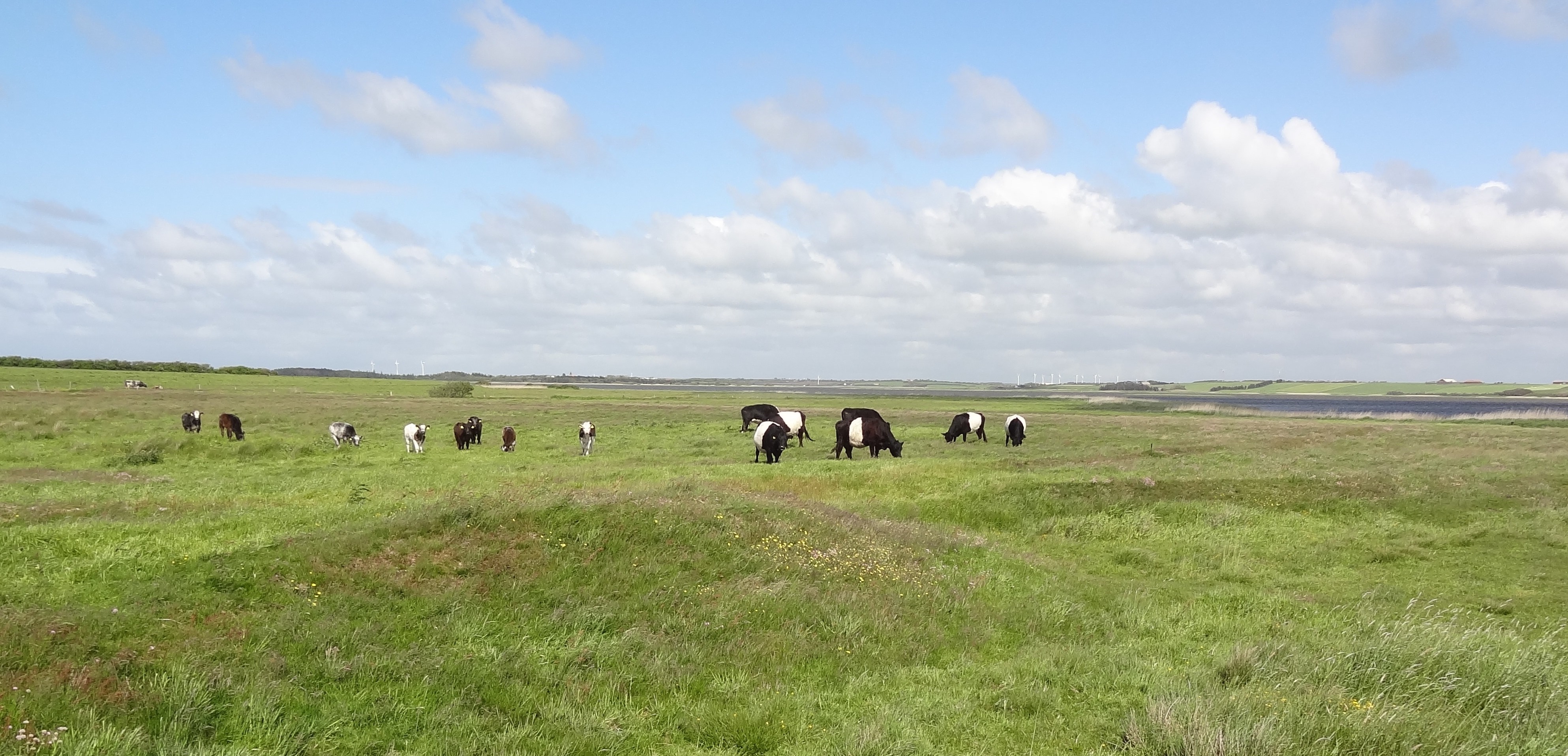 Idylliske omgivelser for vores køer