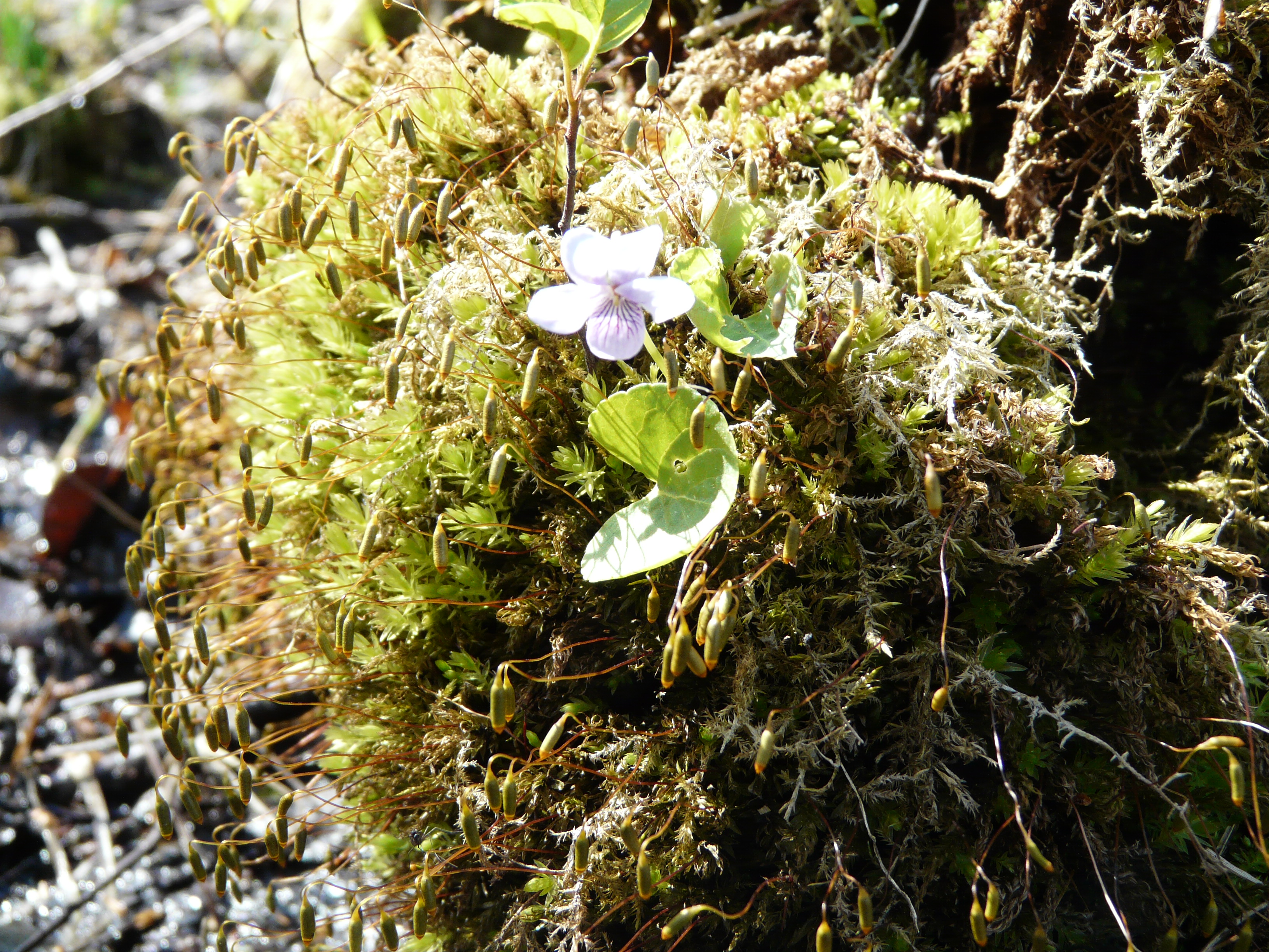 Tørve-viol i Sortemosen