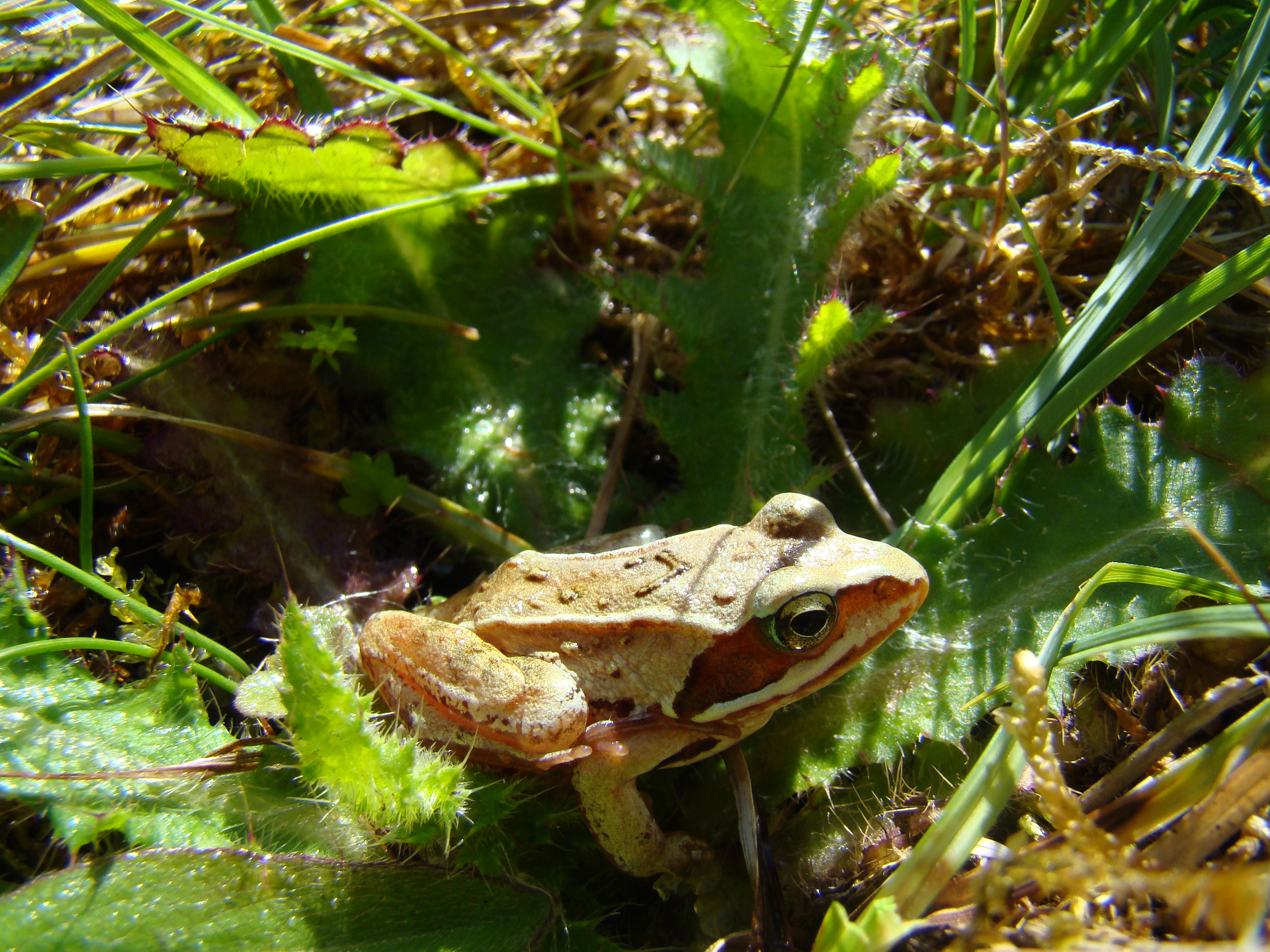 Spidssnudet frø ved Småsøerne