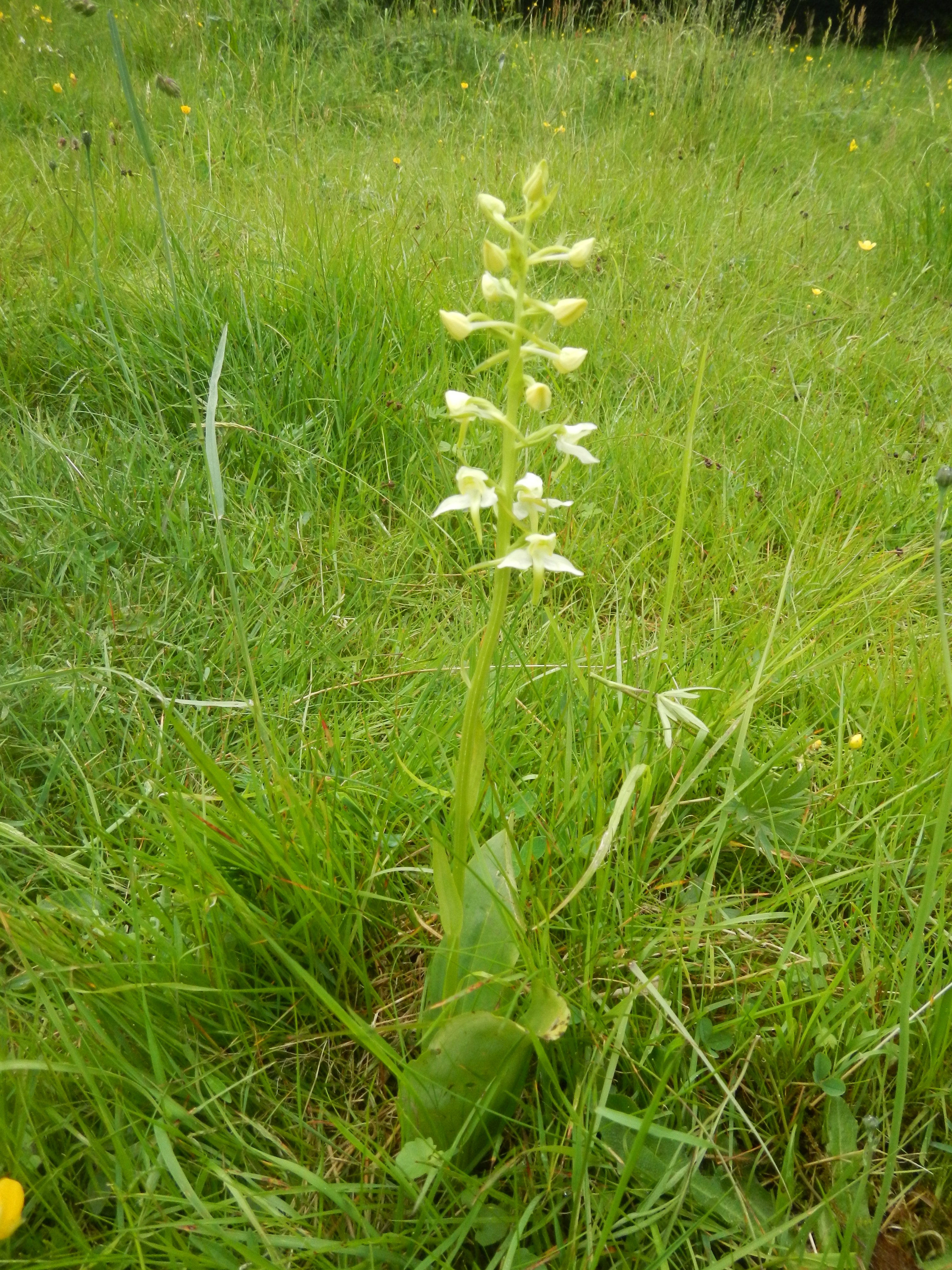 Orkidéer i Klevads Enge