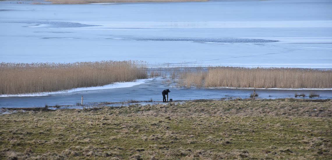 Det kræver også hårdt mauelt arbejde at sætte et hegn. Foto Klavs Bærent Iversen