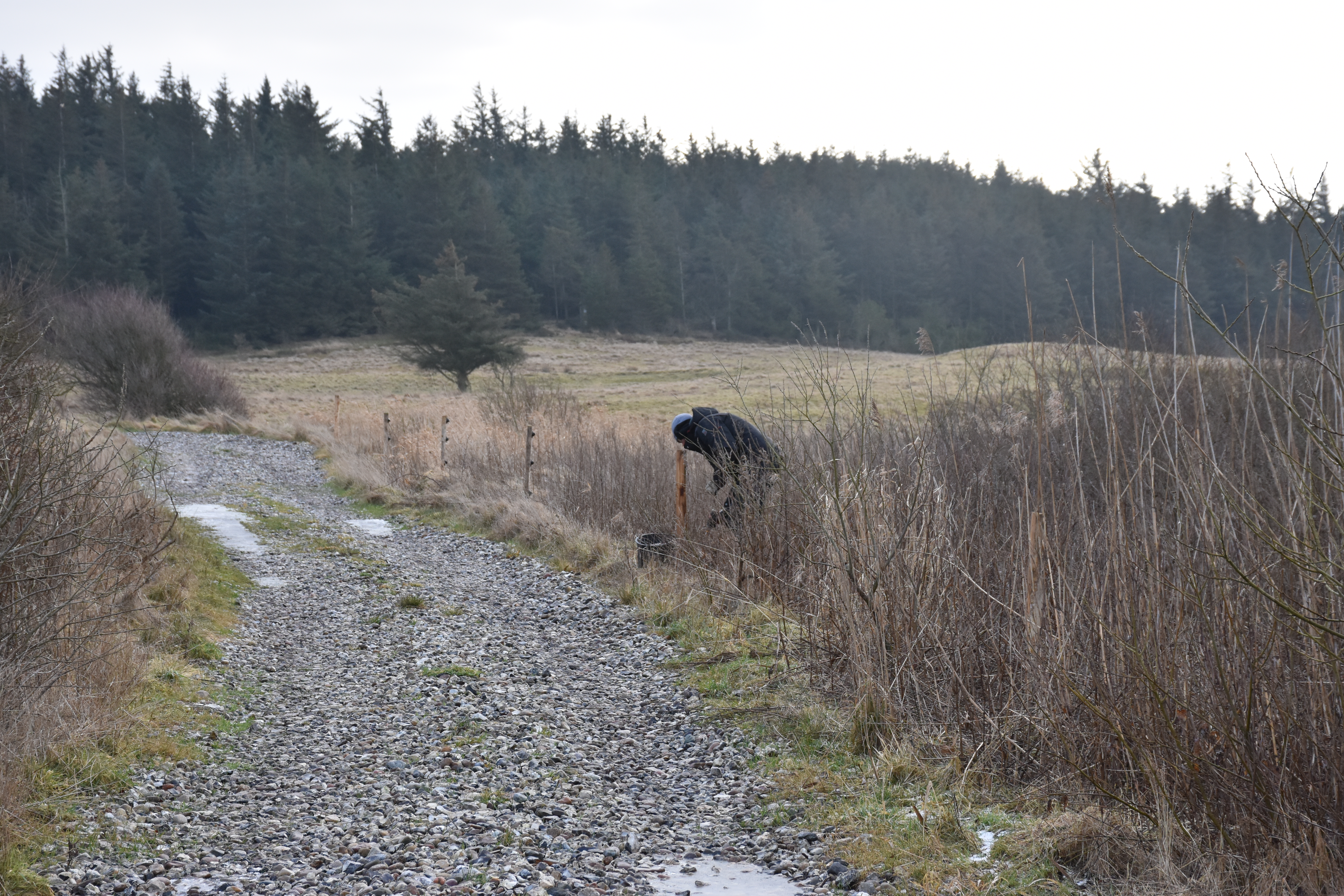 Der sættes pæle i. Foto: Klavs Bærent Iversen