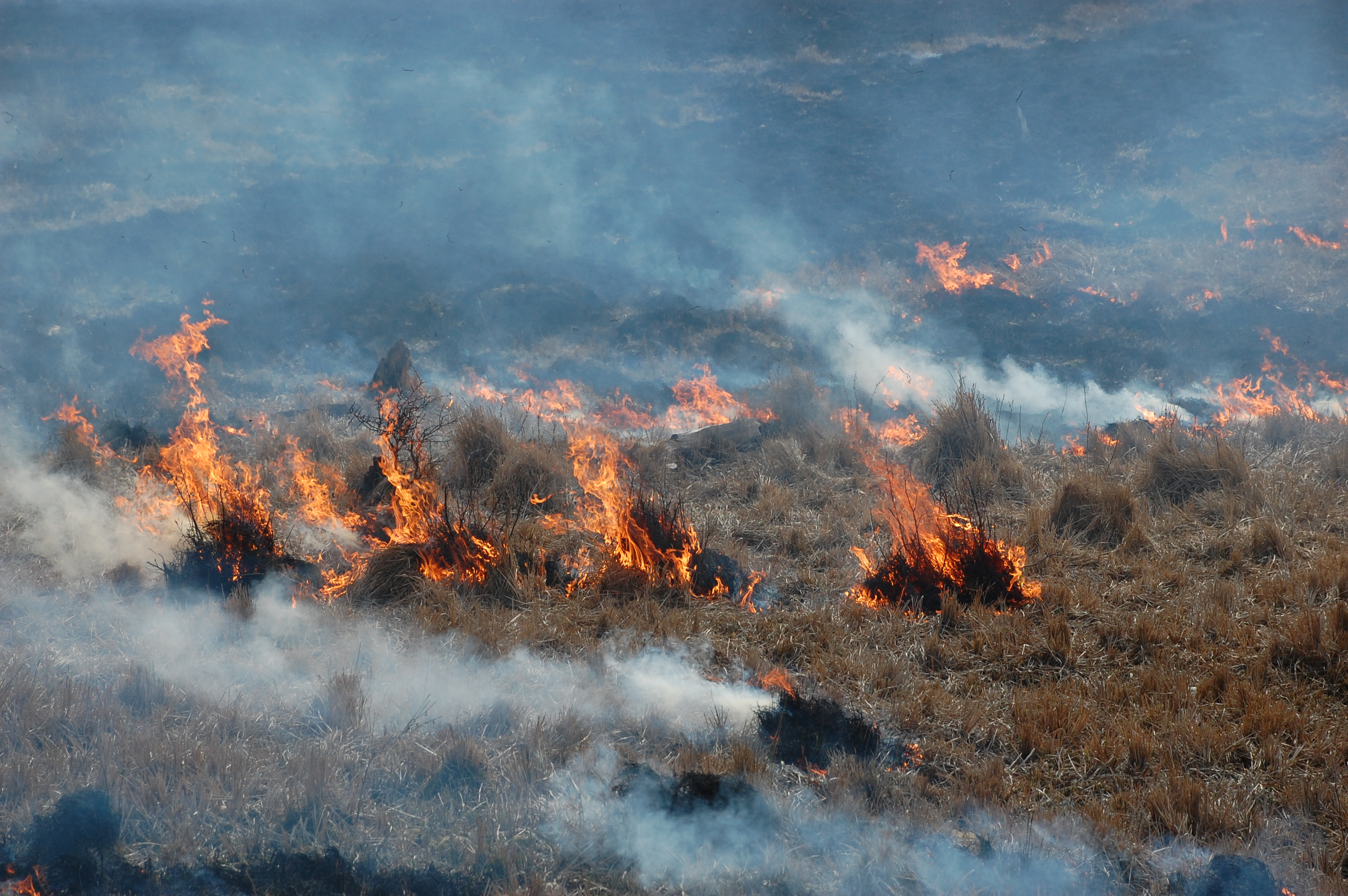 Naturplejeafbrænding - marts 2021 - Foto 2