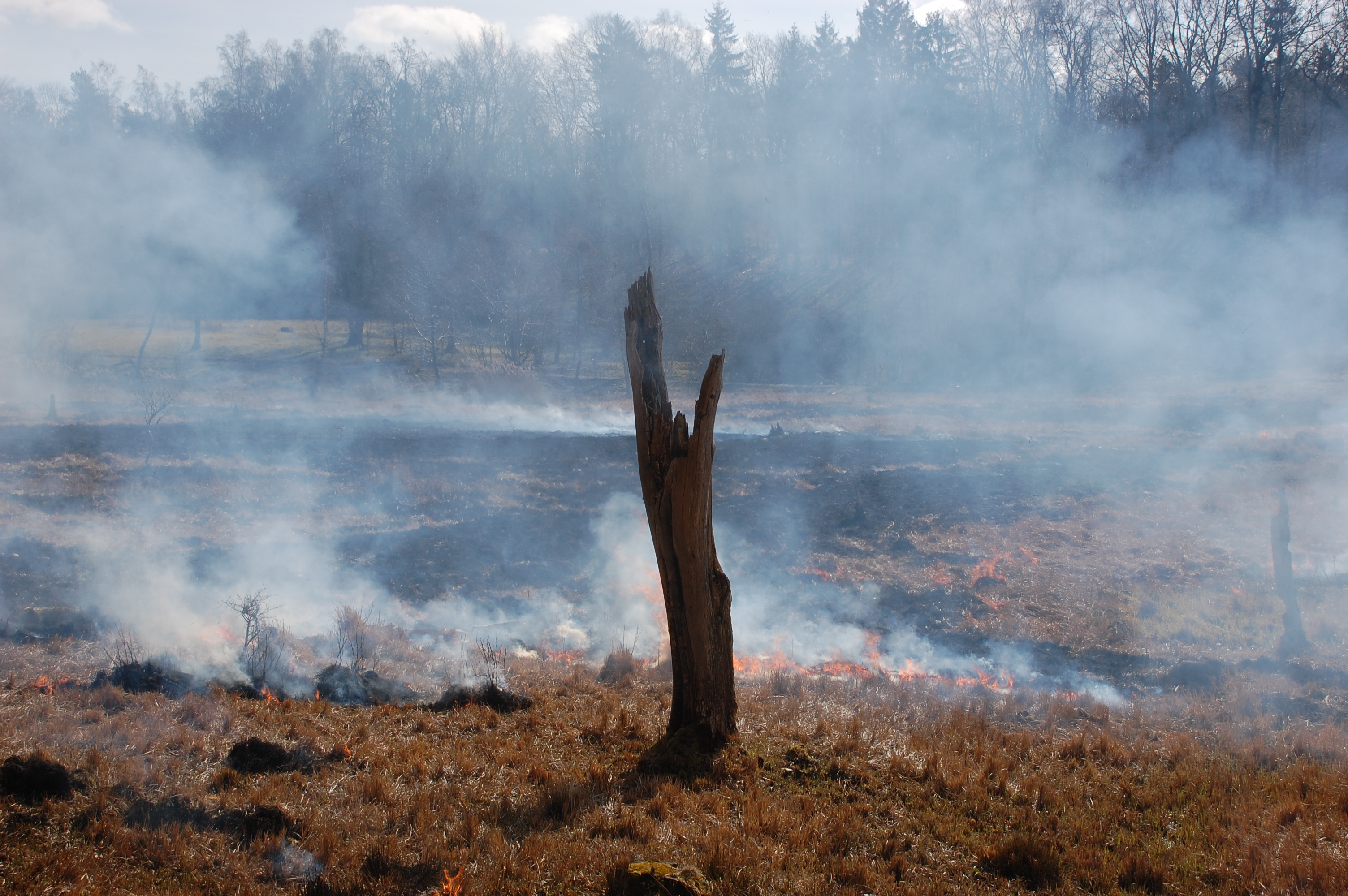Naturplejeafbrænding - marts 2021 - Foto 4