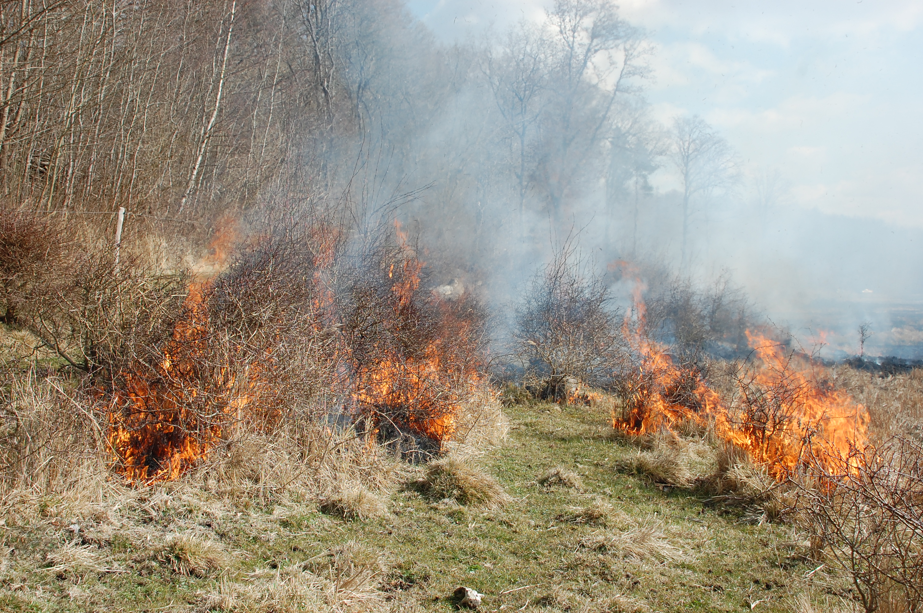 Naturplejeafbrænding - marts 2021 - Foto 6