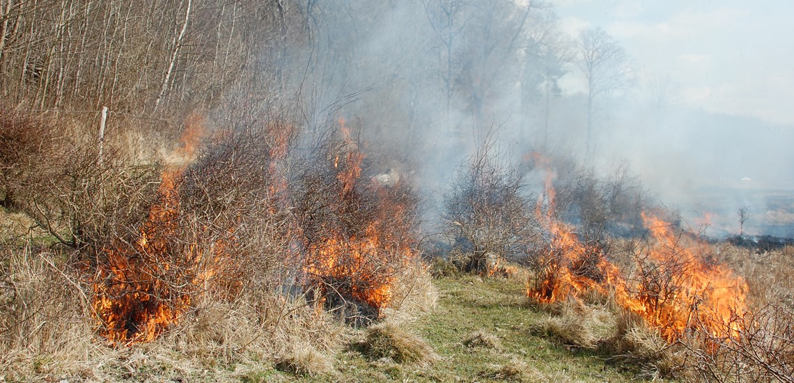 Naturplejeafbrænding - marts 2021 - Foto 6